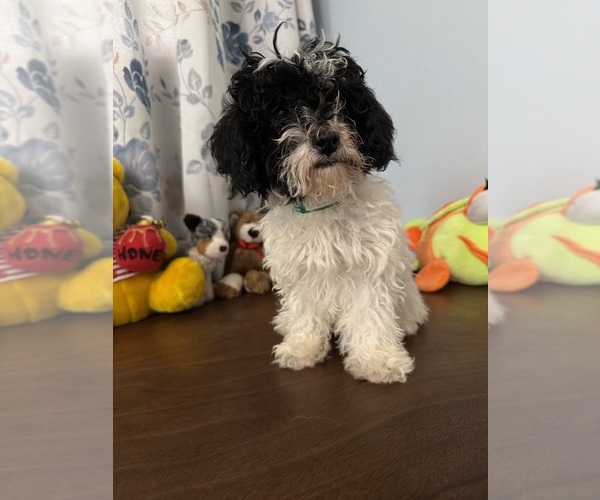 Medium Photo #17 Bichpoo Puppy For Sale in DURHAM, CT, USA