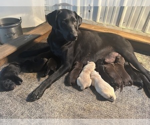 Labrador Retriever Dog for Adoption in FREDERICKSBG, Ohio USA
