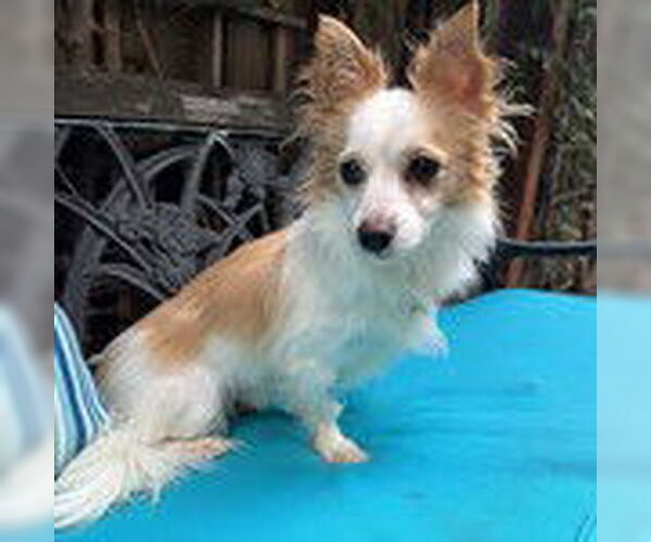 Medium Photo #2 Chion Puppy For Sale in Santa Clara, CA, USA
