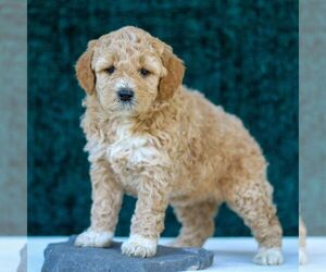 Goldendoodle (Miniature) Puppy for sale in LANCASTER, PA, USA