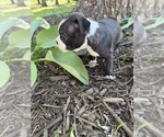 Small #6 Boston Terrier