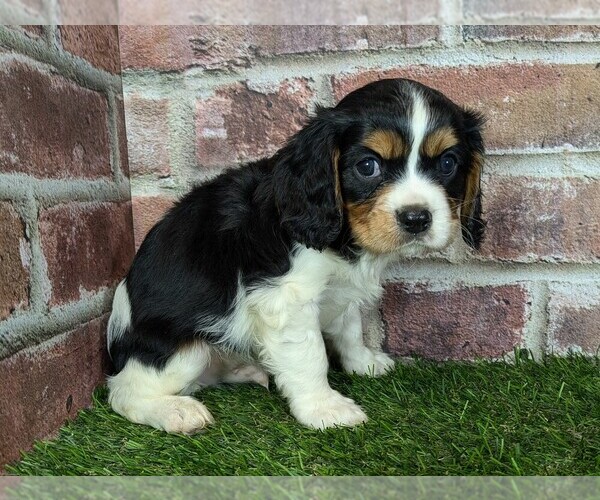 Medium Photo #5 Cavalier King Charles Spaniel Puppy For Sale in MOBERLY, MO, USA