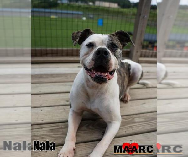 Medium Photo #3 Bulloxer Puppy For Sale in Maryville, TN, USA