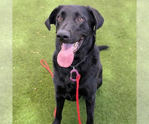 Medium Photo #2 Labrador Retriever-Unknown Mix Puppy For Sale in Las Vegas, NV, USA