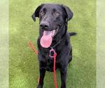 Small #1 Labrador Retriever Mix