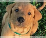Small Photo #1 Labrador Retriever Puppy For Sale in PARIS, MO, USA