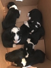 Border Collie Puppy for sale in ALTRO, KY, USA