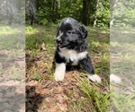 Small #2 Australian Shepherd