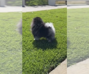 Pomeranian Puppy for sale in EASTVALE, CA, USA