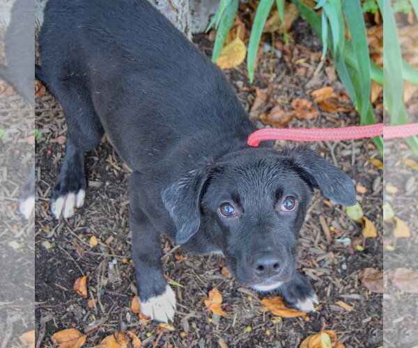 Medium Photo #2 Border Collie-Unknown Mix Puppy For Sale in Huntley, IL, USA