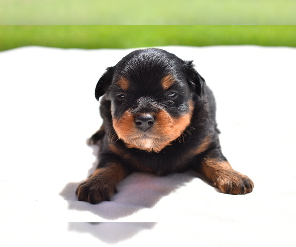 Medium Photo #1 Miniature American Shepherd Puppy For Sale in PALM COAST, FL, USA