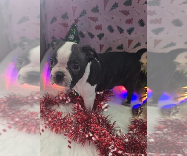 Medium Photo #2 Boston Terrier Puppy For Sale in BRYANT, AL, USA
