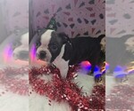 Small Photo #2 Boston Terrier Puppy For Sale in BRYANT, AL, USA