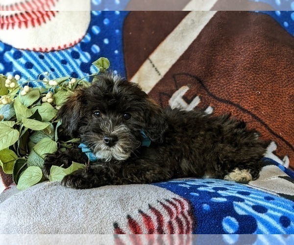 Medium Photo #4 Lhasa-Poo Puppy For Sale in LINCOLN UNIVERSITY, PA, USA