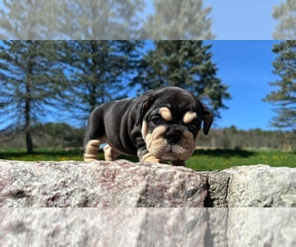 Medium Photo #3 English Bulldog Puppy For Sale in HOUSTON, TX, USA