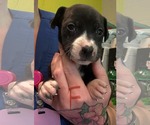 Small #3 Boxador
