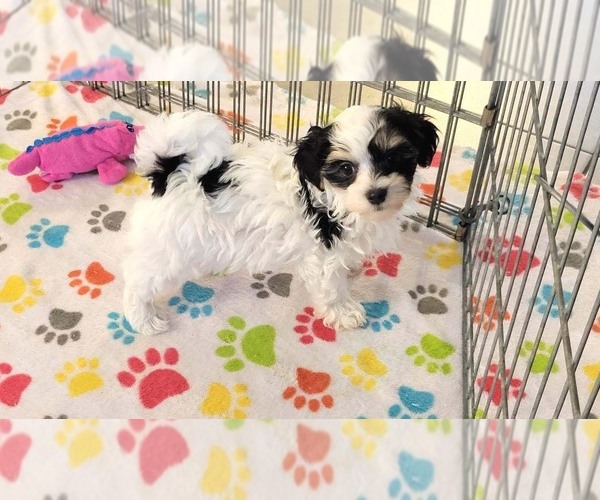 Medium Photo #7 Havanese Puppy For Sale in ORO VALLEY, AZ, USA