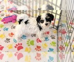 Small #6 Havanese