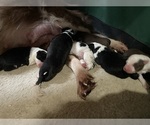 Puppy Baccalaureate Border Collie