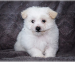 Small #3 Bichon Frise