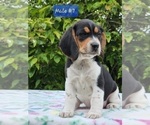 Small Photo #4 Beagle Puppy For Sale in COOS BAY, OR, USA