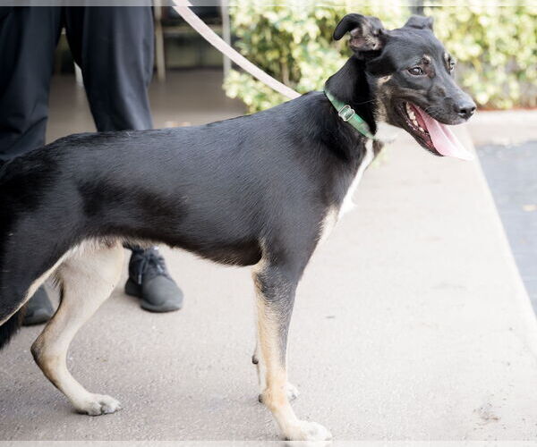 Medium Photo #1 Mutt Puppy For Sale in Royal Palm Beach, FL, USA