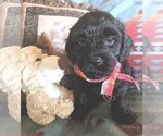 Small Photo #4 Cavachon-Poodle (Miniature) Mix Puppy For Sale in FREWSBURG, NY, USA