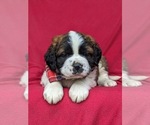 Small Photo #7 Saint Bernard Puppy For Sale in DELTA, PA, USA