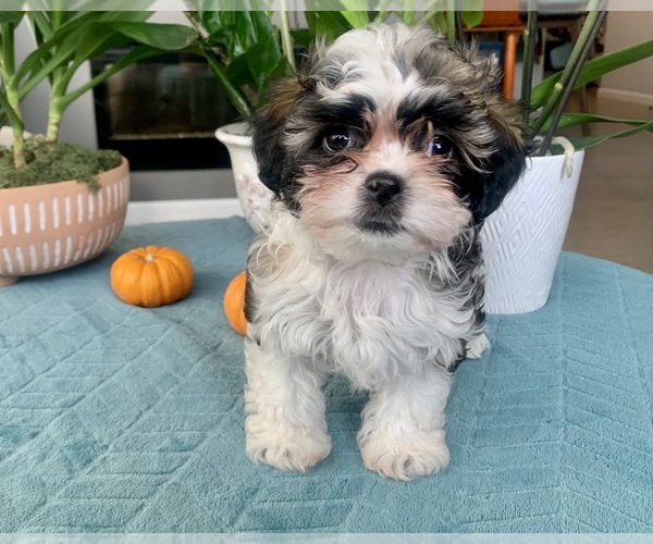 Medium Photo #4 Zuchon Puppy For Sale in RENO, NV, USA