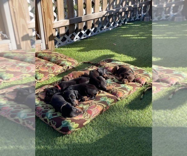 Medium Photo #4 Doberman Pinscher Puppy For Sale in LUTZ, FL, USA