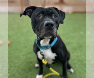 Mutt Dogs for adoption in Las Vegas, NV, USA