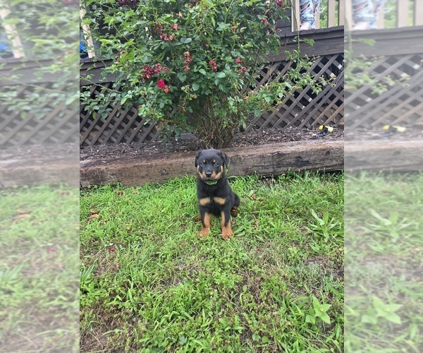 Medium Photo #2 Rottweiler Puppy For Sale in JOPLIN, MO, USA