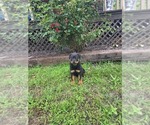 Small #1 Rottweiler