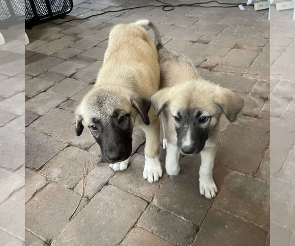 Medium Photo #4 Mutt Puppy For Sale in The Woodlands, TX, USA