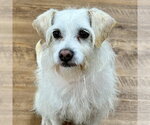 Small #1 Mutt