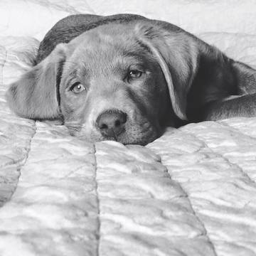Medium Photo #4 Labrador Retriever Puppy For Sale in LUBBOCK, TX, USA