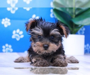 Yorkshire Terrier Puppy for sale in MARIETTA, GA, USA