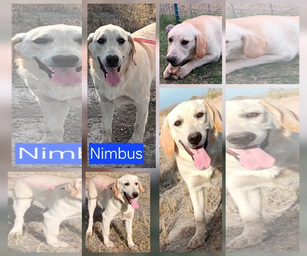 Medium Photo #2 Labrador Retriever-Unknown Mix Puppy For Sale in Minneapolis, MN, USA