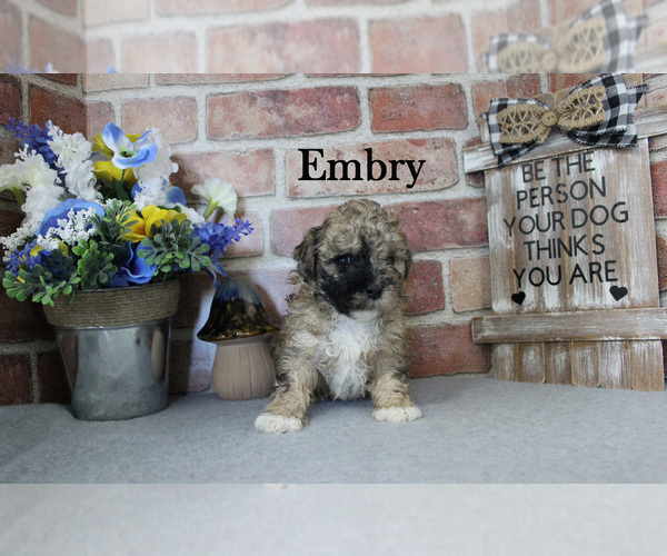 Medium Photo #7 Poodle (Miniature) Puppy For Sale in CHANUTE, KS, USA