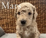 Puppy Mars Poodle (Miniature)