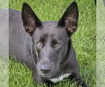 Small #2 Huskies -Labrador Retriever Mix