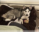 Small Photo #4 Siberian Husky Puppy For Sale in Parker Ford, PA, USA