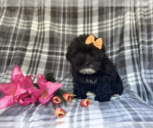 ShihPoo Puppy for sale in LAKELAND, FL, USA