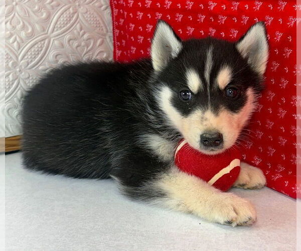 Medium Photo #26 Siberian Husky Puppy For Sale in MOUNT AYR, IA, USA
