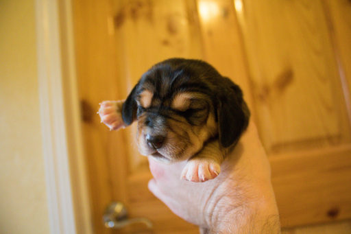 Medium Photo #12 Basset Hound Puppy For Sale in PETERSBURG, IN, USA