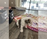 Small Photo #4 English Bulldog Puppy For Sale in SPRING HILL, FL, USA