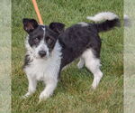 Small #4 Jack Russell Terrier Mix