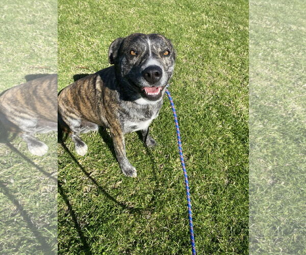 Medium Photo #6 Mutt Puppy For Sale in La Verne, CA, USA