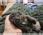 Small #20 Pug