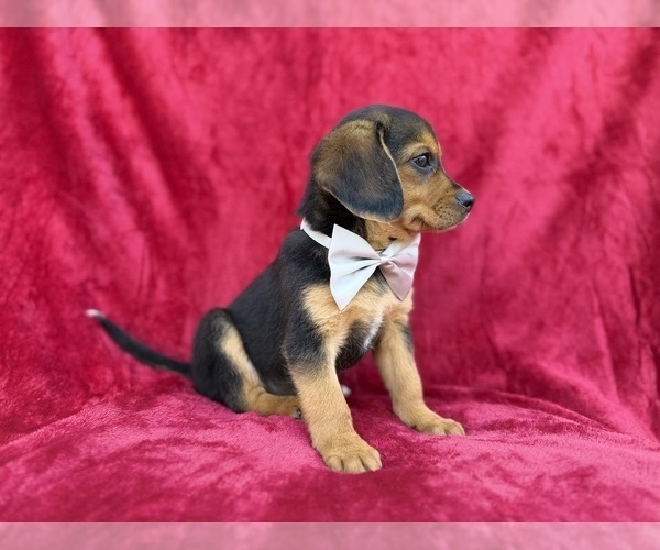 Medium Photo #3 Beagle-Labradoodle Mix Puppy For Sale in LAKELAND, FL, USA